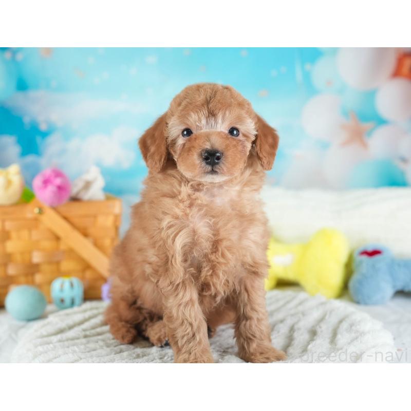 販売中の埼玉県のトイプードル-437475の9枚目