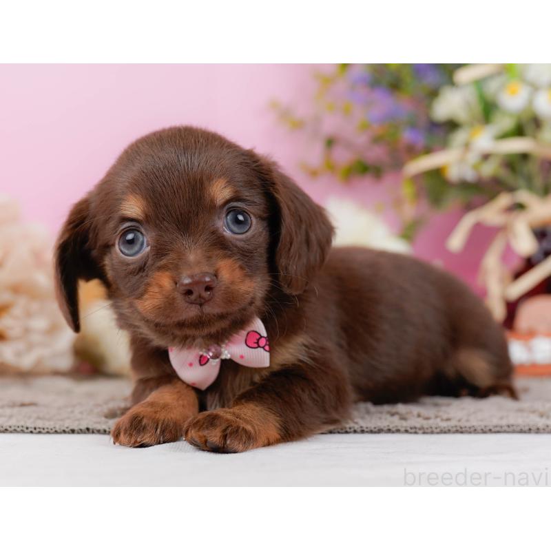 販売中の神奈川県のチワックス:チワワ×ミニチュアダックスフンド-437748の12枚目