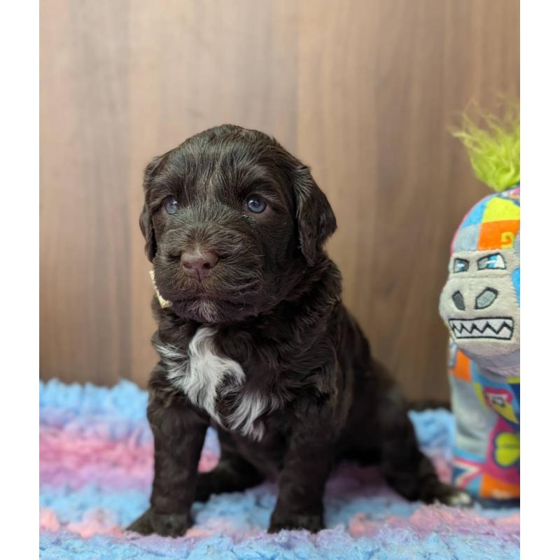 販売中の東京都のポーチュギーズウォータードッグ-437307の2枚目