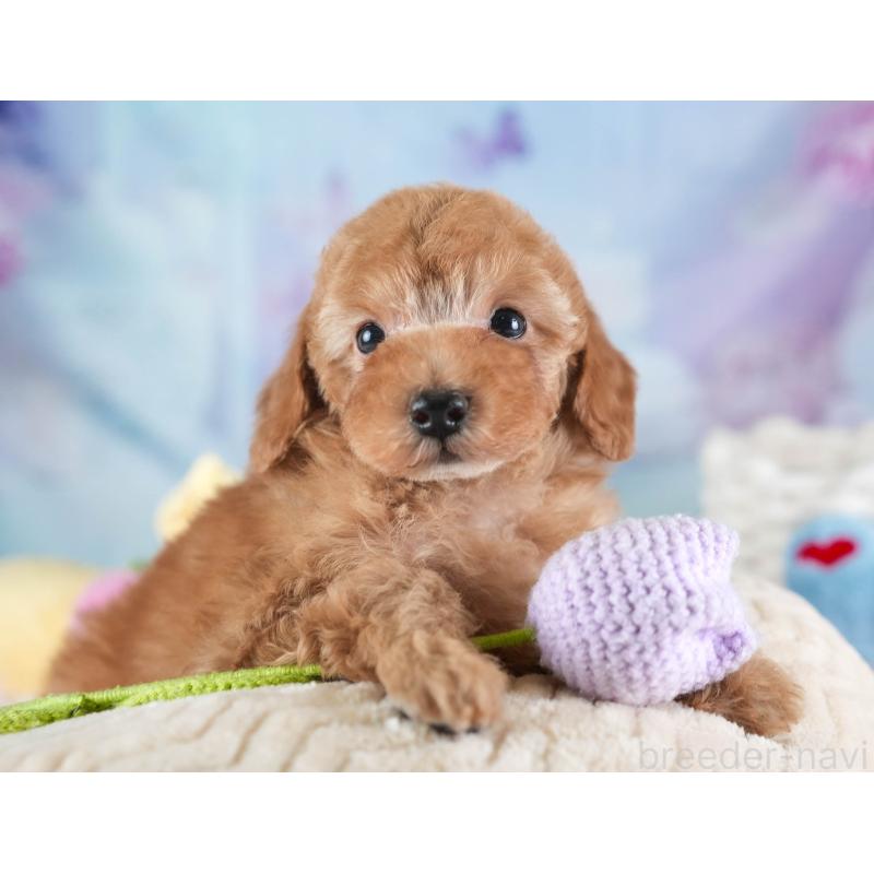 販売中の埼玉県のトイプードル-437475の8枚目