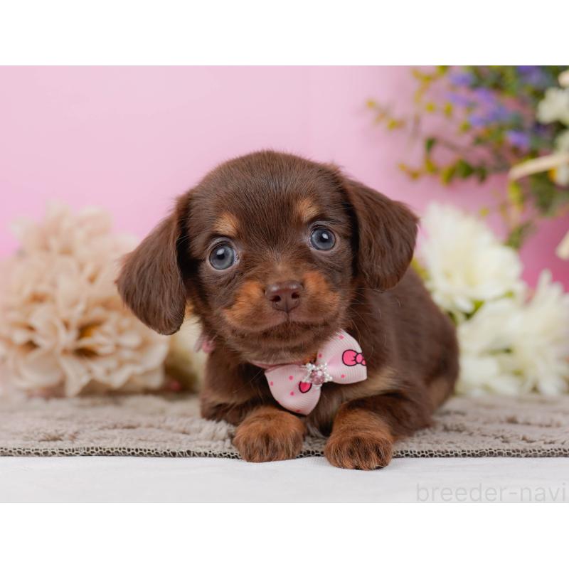 販売中の神奈川県のチワックス:チワワ×ミニチュアダックスフンド-437748の11枚目