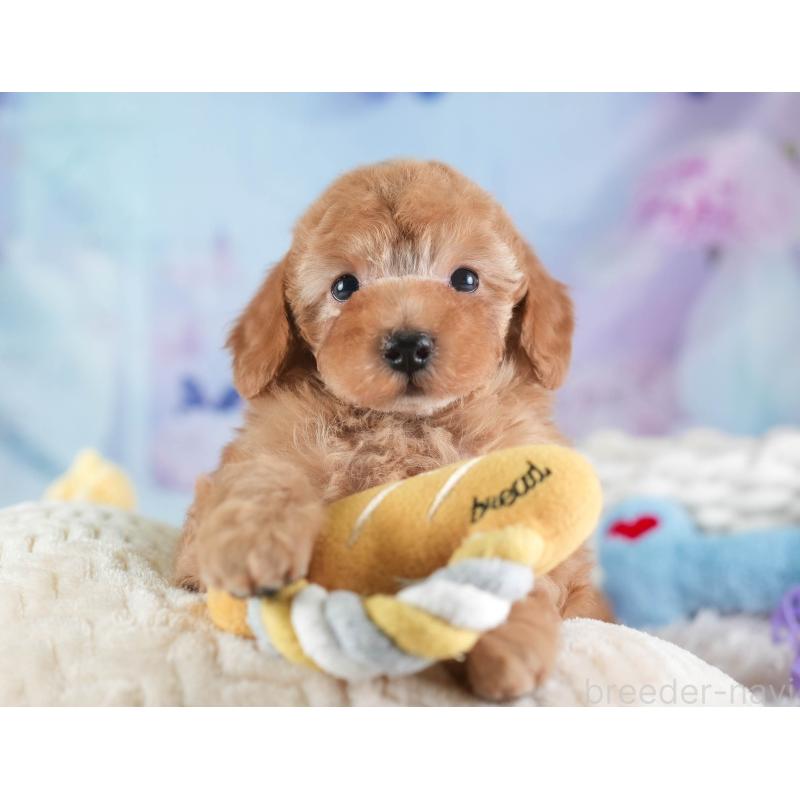 販売中の埼玉県のトイプードル-437475の7枚目