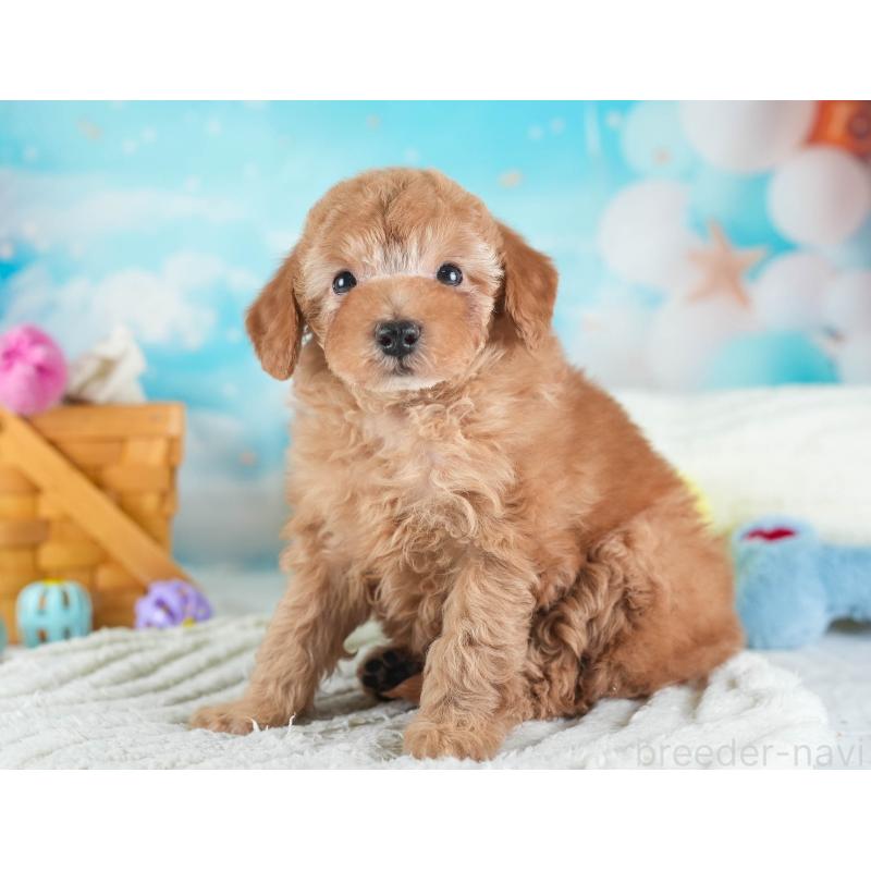 販売中の埼玉県のトイプードル-437475の6枚目