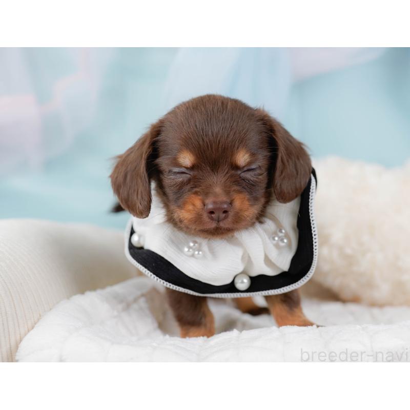 販売中の神奈川県のチワックス:チワワ×ミニチュアダックスフンド-437748の9枚目