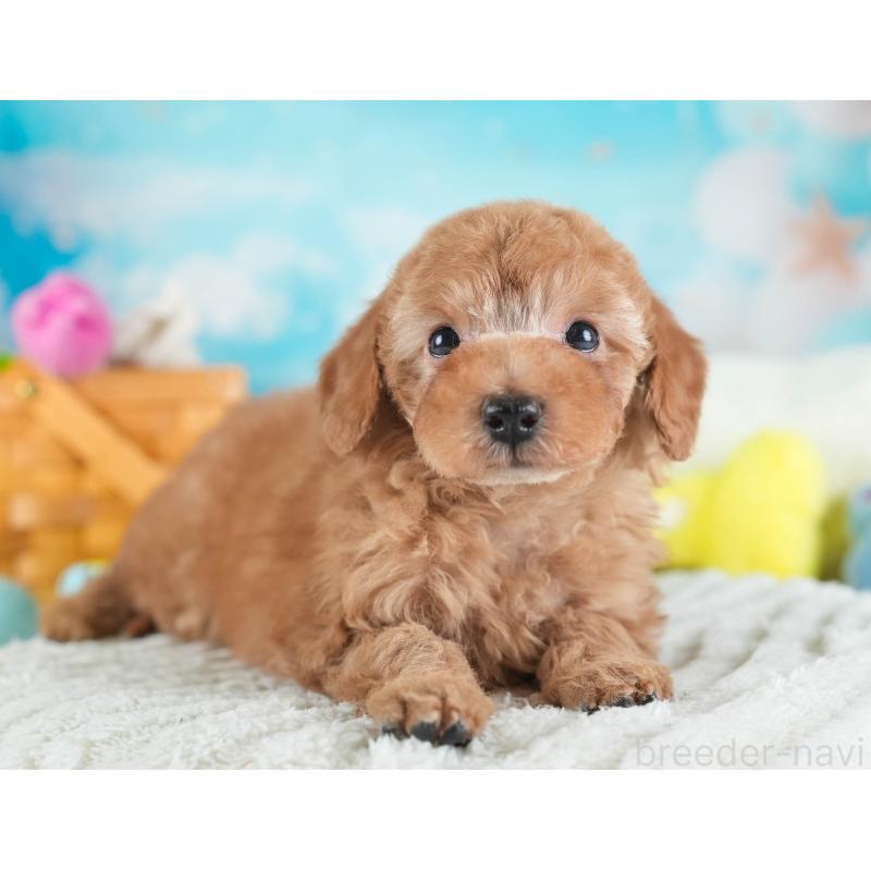 販売中の埼玉県のトイプードル-437475の5枚目