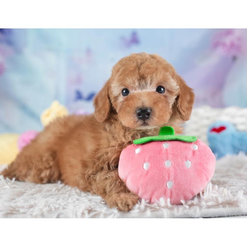 販売中の埼玉県のトイプードル-437475の4枚目