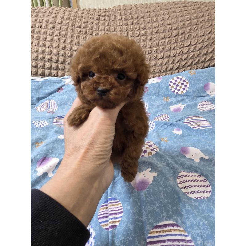 販売中の埼玉県のティーカッププードル-437310の10枚目