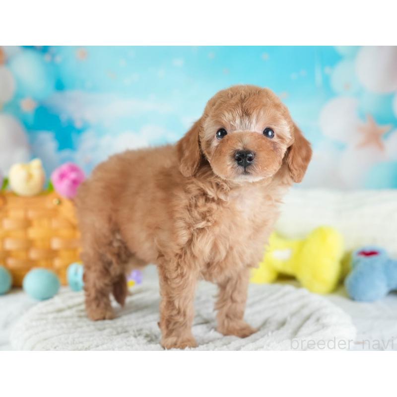 販売中の埼玉県のトイプードル-437475の3枚目