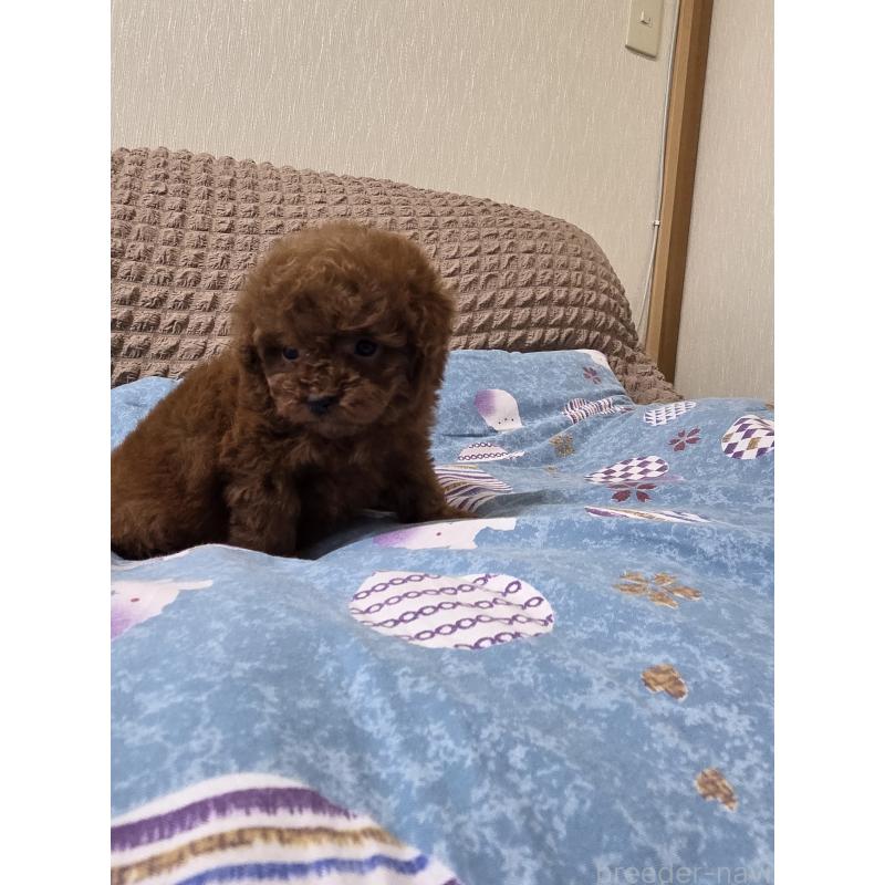 販売中の埼玉県のティーカッププードル-437310の8枚目