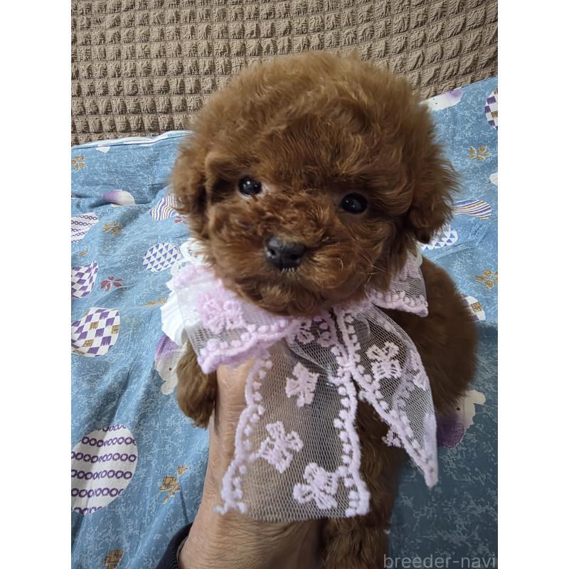 販売中の埼玉県のティーカッププードル-437310の7枚目