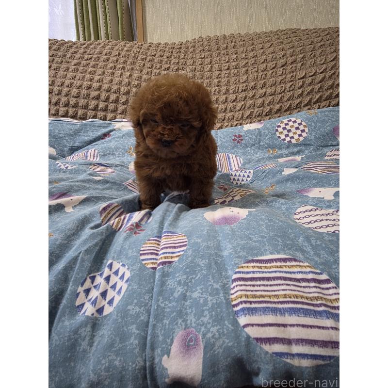 販売中の埼玉県のティーカッププードル-437310の6枚目