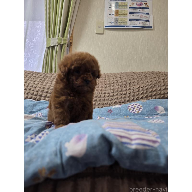 販売中の埼玉県のティーカッププードル-437310の5枚目