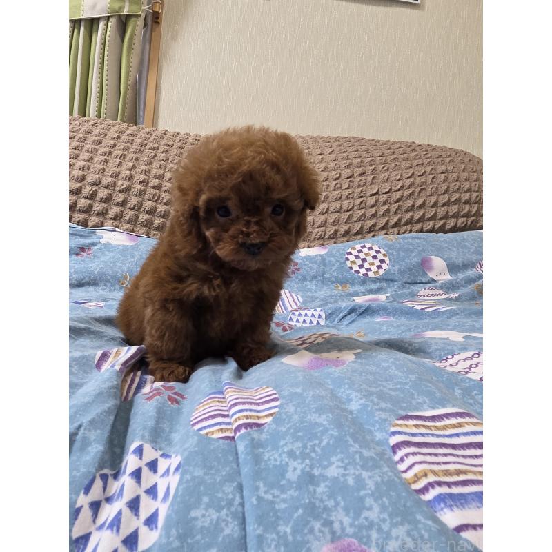 販売中の埼玉県のティーカッププードル-437310の3枚目