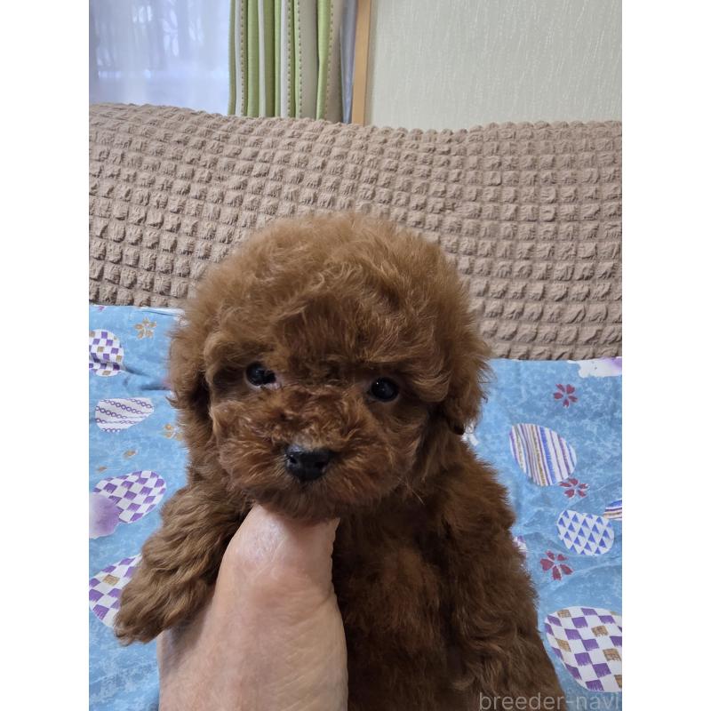 販売中の埼玉県のティーカッププードル-437310の2枚目