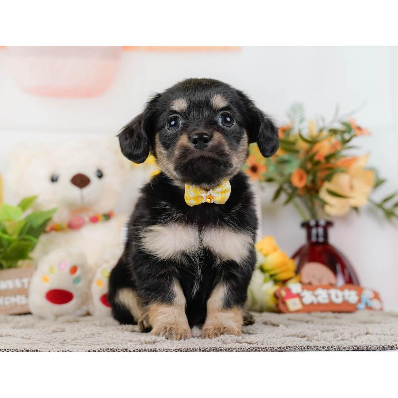 販売中の神奈川県のチワックス:チワワ×ミニチュアダックスフンド-437750の15枚目