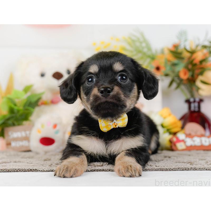 販売中の神奈川県のチワックス:チワワ×ミニチュアダックスフンド-437750の14枚目