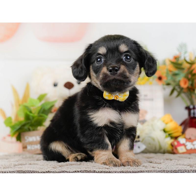 販売中の神奈川県のチワックス:チワワ×ミニチュアダックスフンド-437750の13枚目