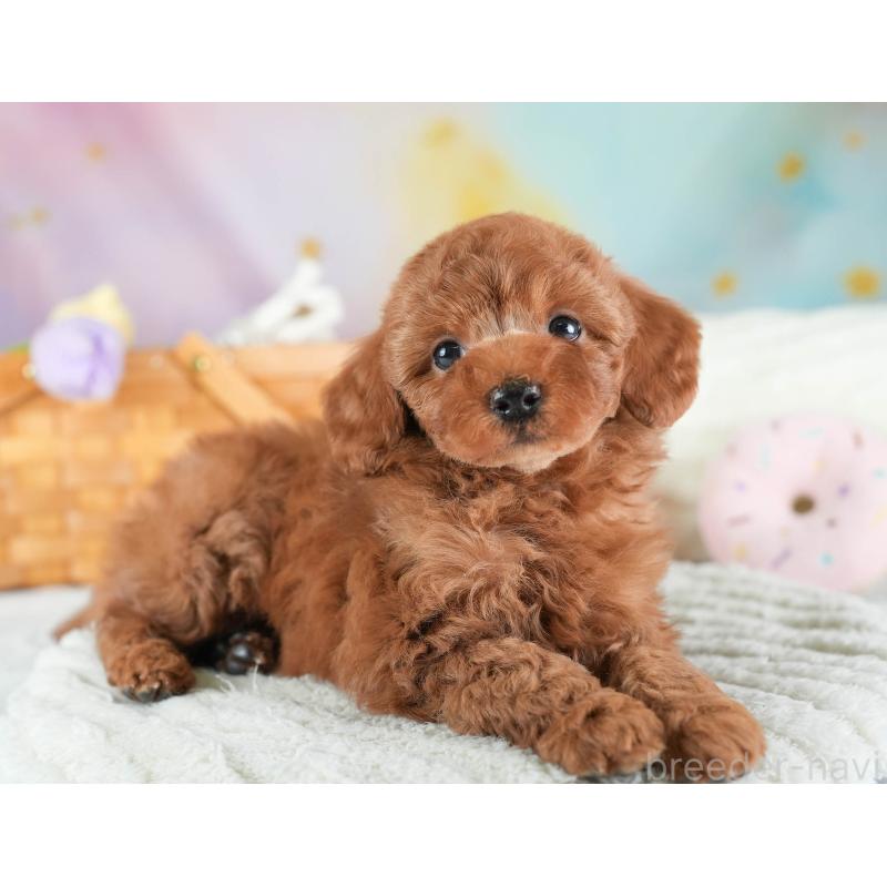 販売中の埼玉県のトイプードル-437473の10枚目