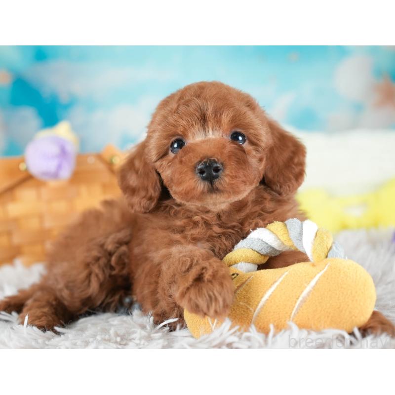 販売中の埼玉県のトイプードル-437473の9枚目