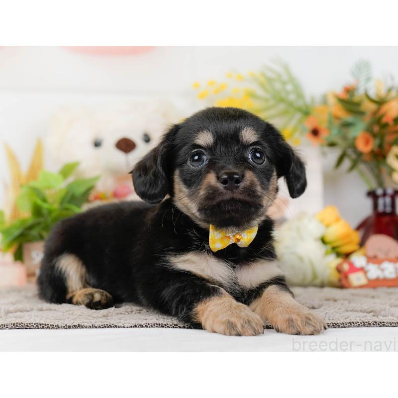 販売中の神奈川県のチワックス:チワワ×ミニチュアダックスフンド-437750の12枚目