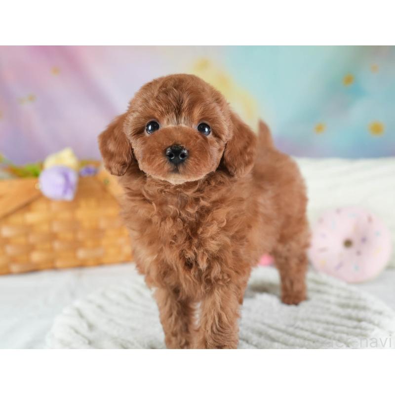 販売中の埼玉県のトイプードル-437473の8枚目