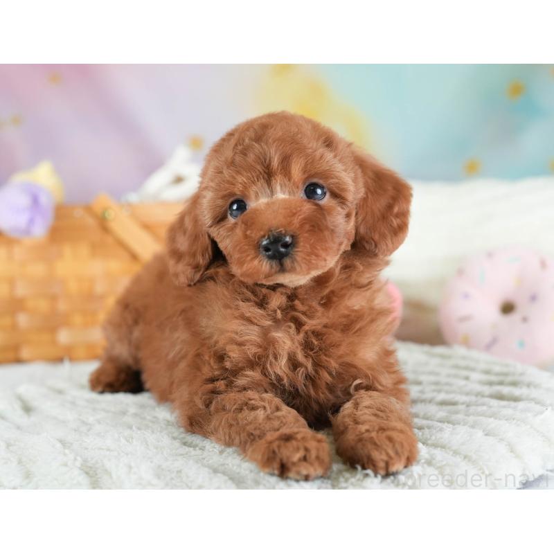 販売中の埼玉県のトイプードル-437473の7枚目