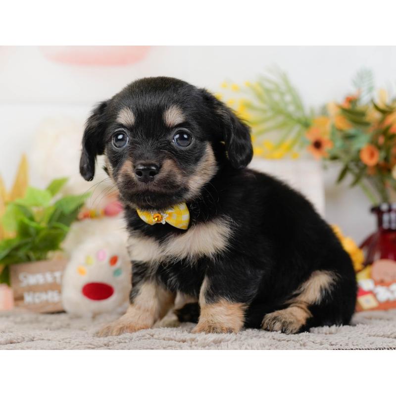 販売中の神奈川県のチワックス:チワワ×ミニチュアダックスフンド-437750の11枚目