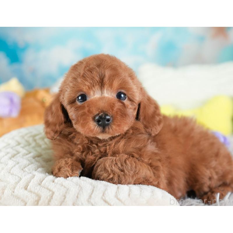 販売中の埼玉県のトイプードル-437473の6枚目