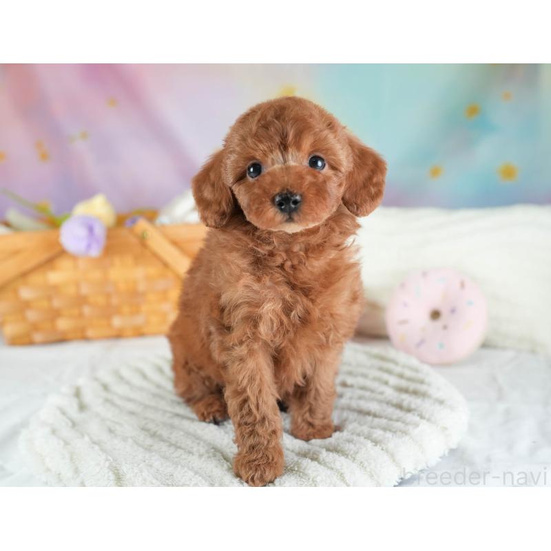 販売中の埼玉県のトイプードル-437473の5枚目