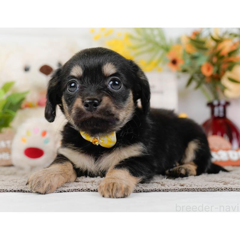 販売中の神奈川県のチワックス:チワワ×ミニチュアダックスフンド-437750の10枚目