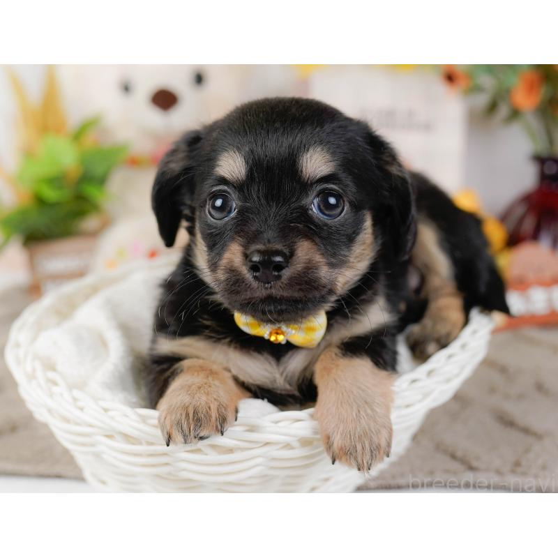 販売中の神奈川県のチワックス:チワワ×ミニチュアダックスフンド-437750の9枚目