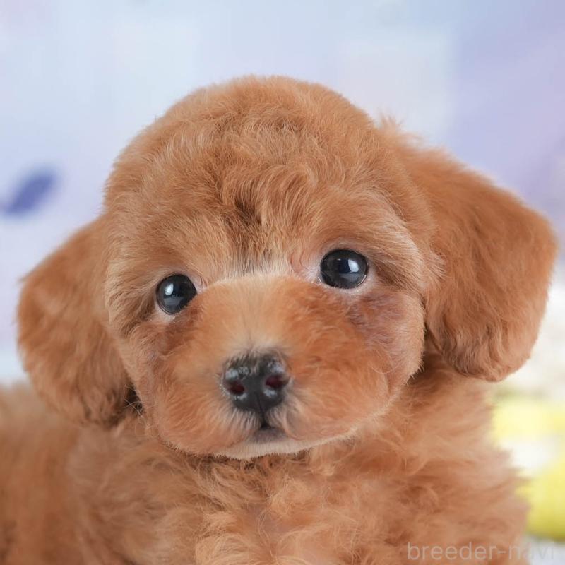 販売中の埼玉県のトイプードル-437470の1枚目