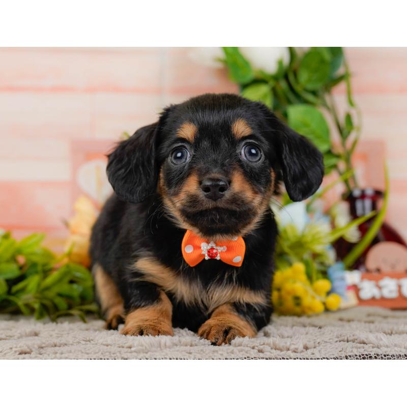 販売中の神奈川県のチワックス:チワワ×ミニチュアダックスフンド-437751の15枚目