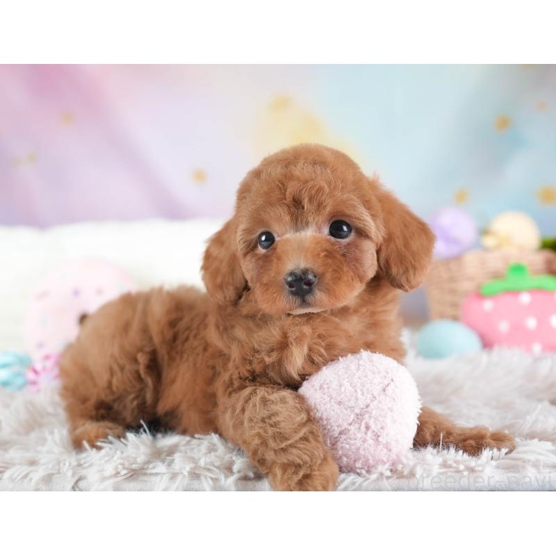 販売中の埼玉県のトイプードル-437470の11枚目