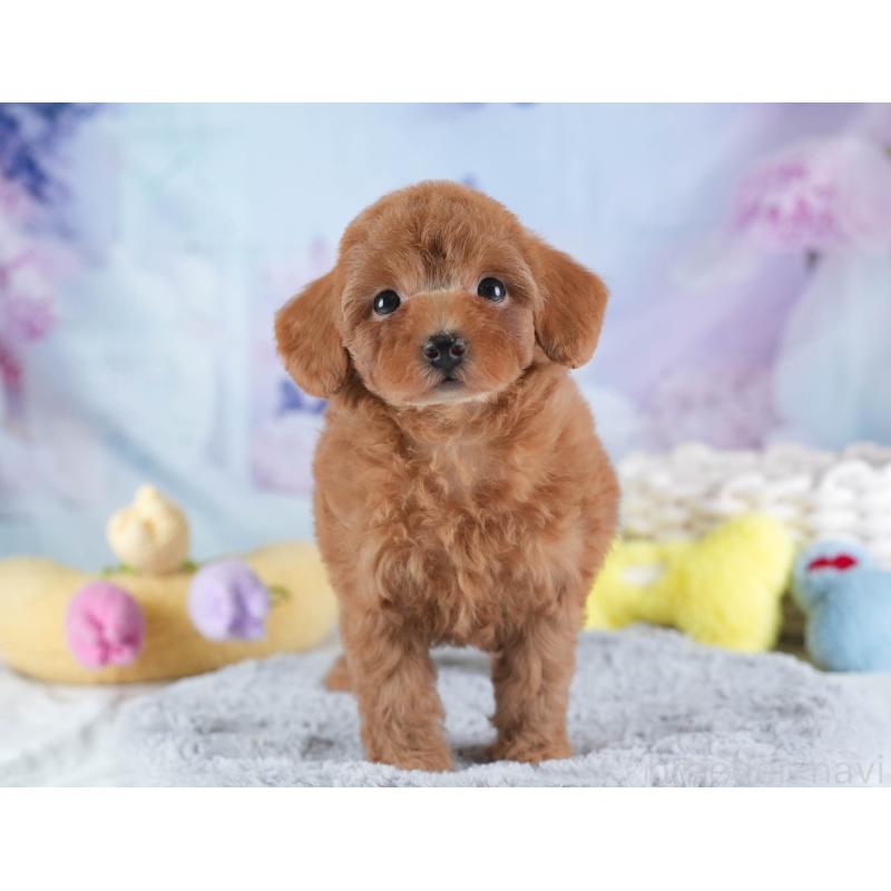 販売中の埼玉県のトイプードル-437470の10枚目