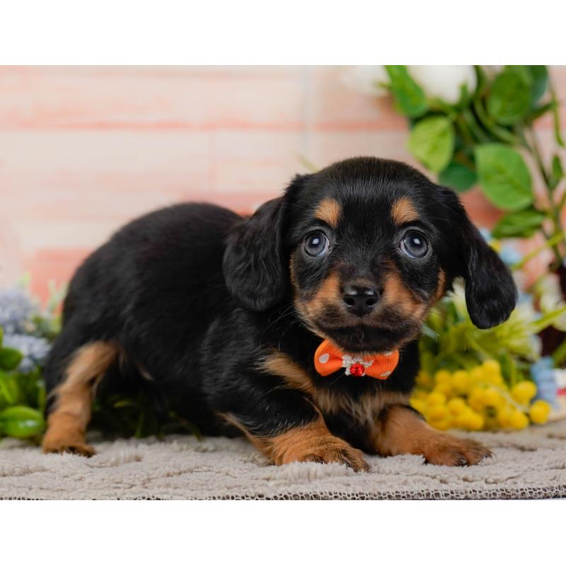 販売中の神奈川県のチワックス:チワワ×ミニチュアダックスフンド-437751の14枚目