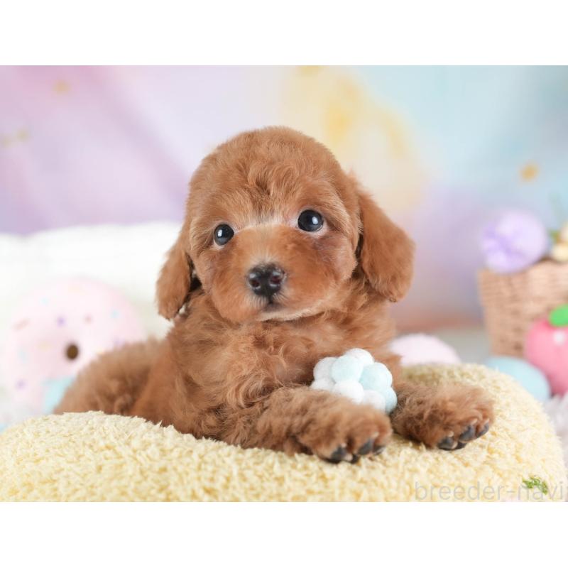 販売中の埼玉県のトイプードル-437470の9枚目