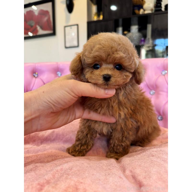 成約済の茨城県のタイニープードル-437309の5枚目