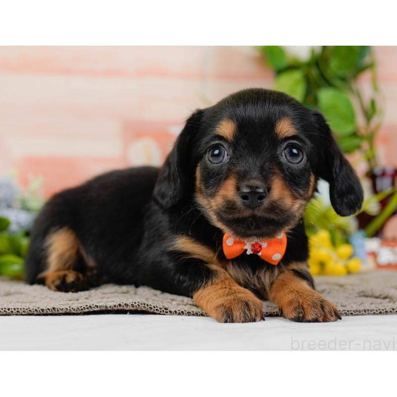 販売中の神奈川県のチワックス:チワワ×ミニチュアダックスフンド-437751の13枚目