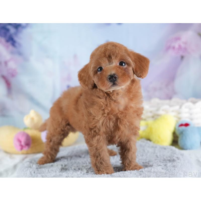 販売中の埼玉県のトイプードル-437470の8枚目