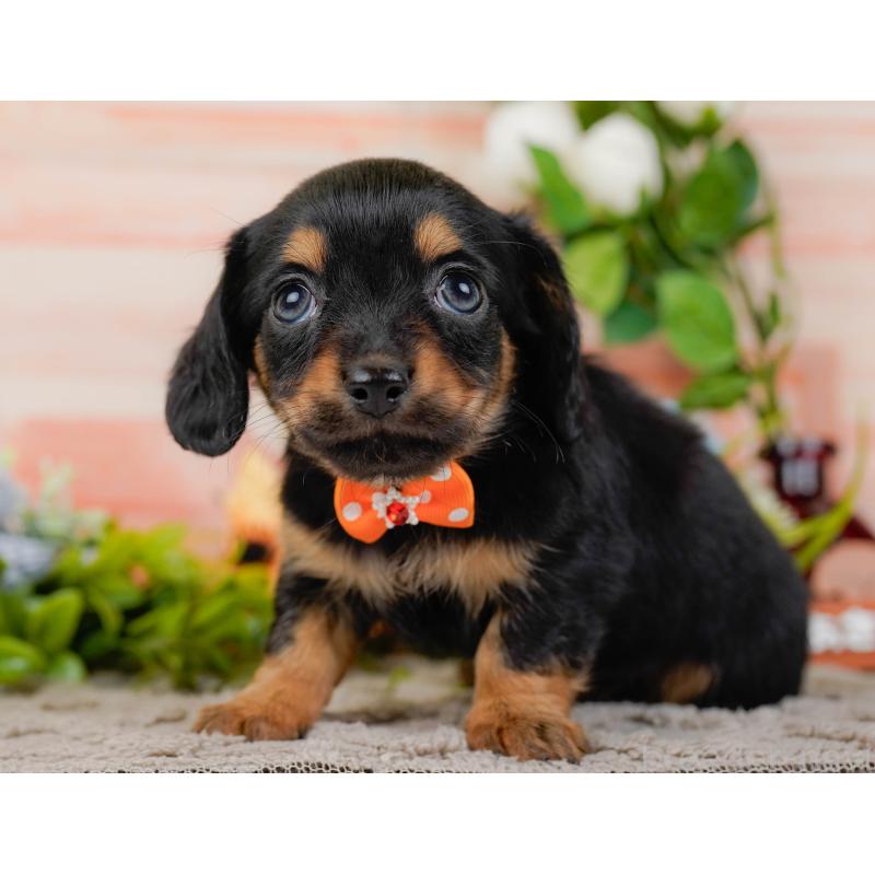 販売中の神奈川県のチワックス:チワワ×ミニチュアダックスフンド-437751の12枚目