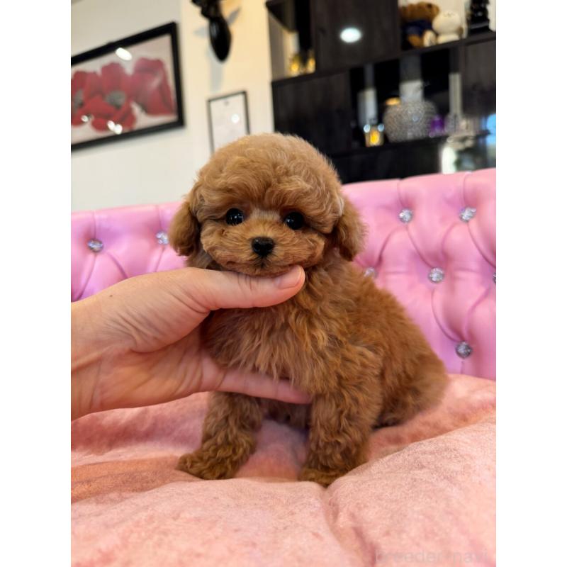 成約済の茨城県のタイニープードル-437309の4枚目