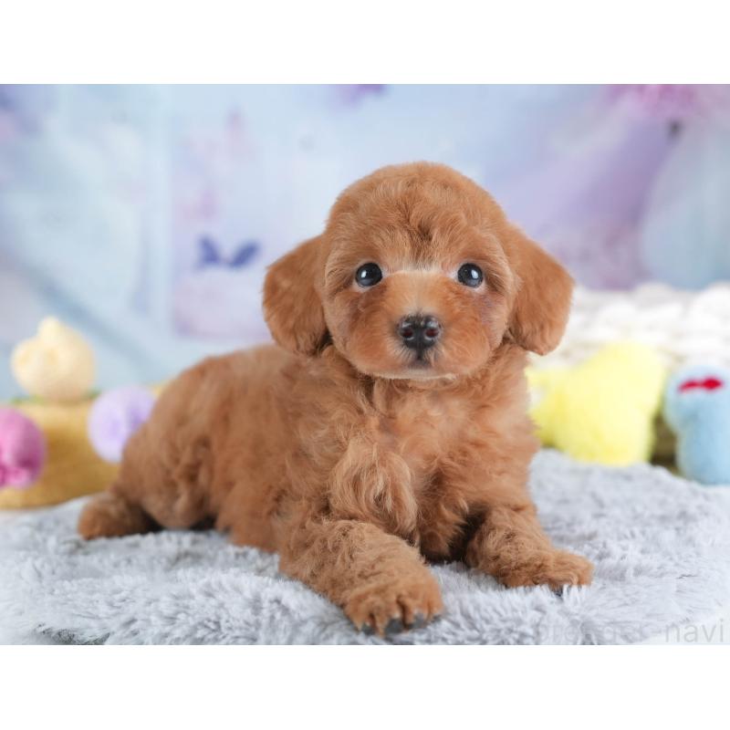 販売中の埼玉県のトイプードル-437470の7枚目