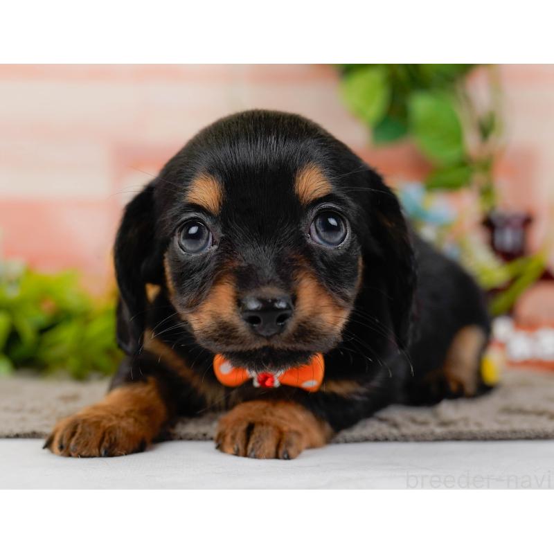 販売中の神奈川県のチワックス:チワワ×ミニチュアダックスフンド-437751の11枚目