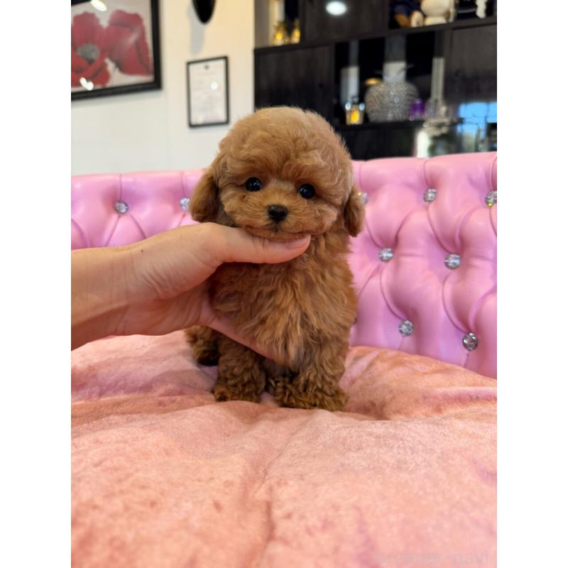 成約済の茨城県のタイニープードル-437309の3枚目