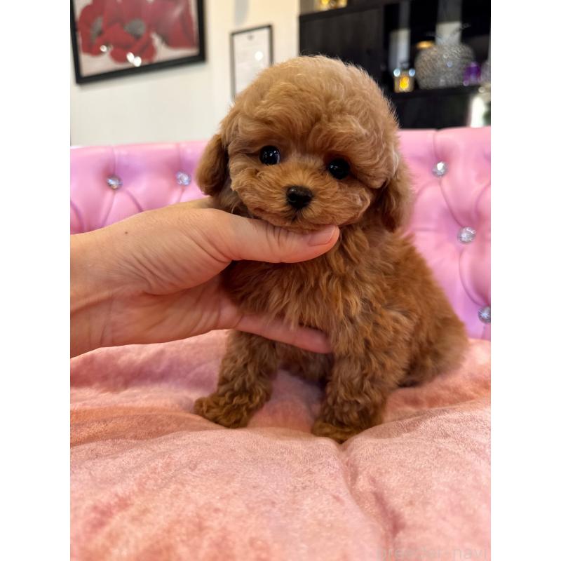 成約済の茨城県のタイニープードル-437309の2枚目