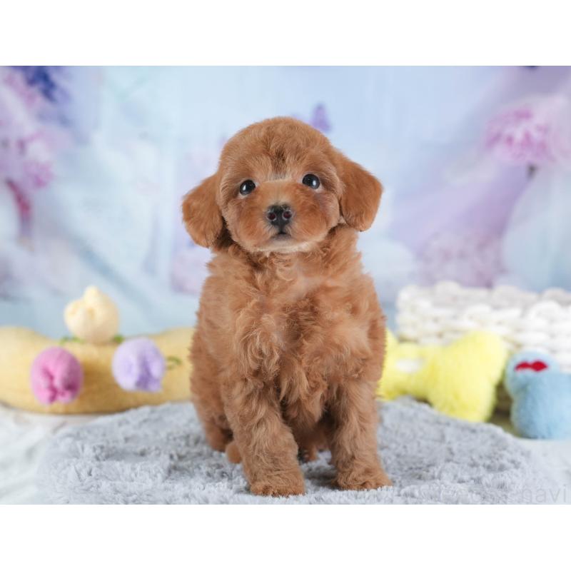 販売中の埼玉県のトイプードル-437470の5枚目