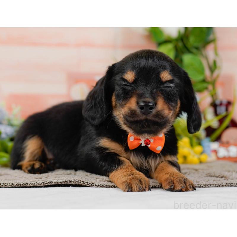 販売中の神奈川県のチワックス:チワワ×ミニチュアダックスフンド-437751の9枚目