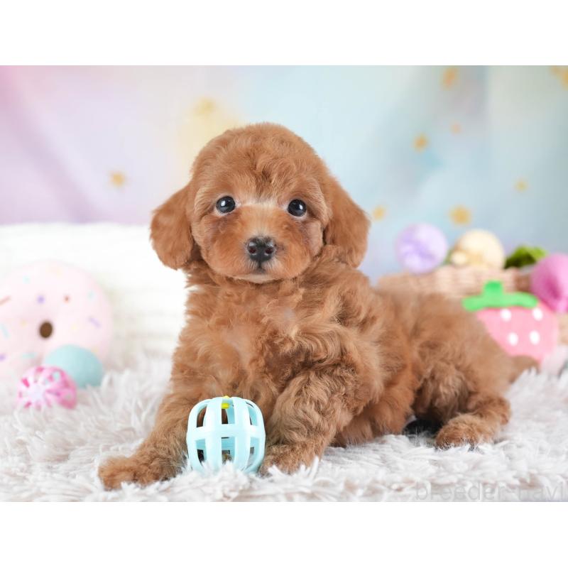 販売中の埼玉県のトイプードル-437470の4枚目