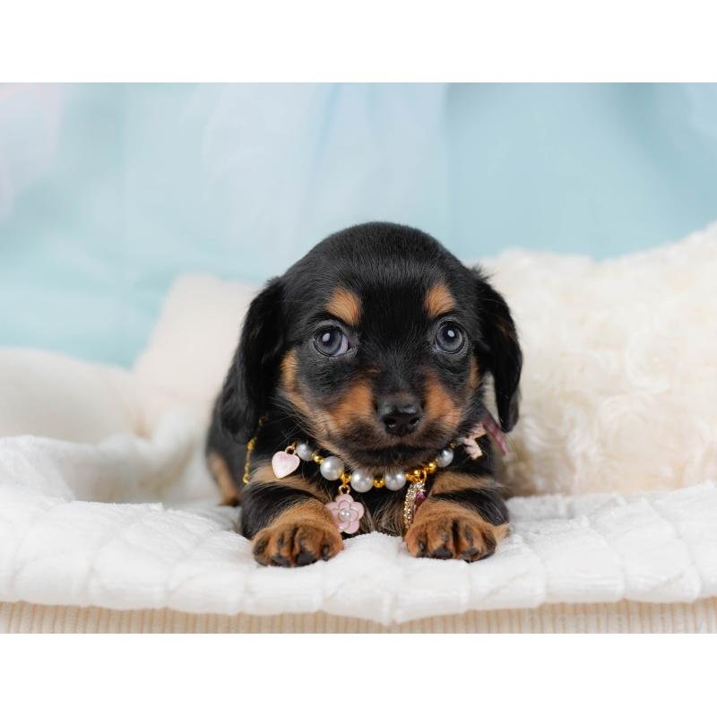 販売中の神奈川県のチワックス:チワワ×ミニチュアダックスフンド-437751の8枚目